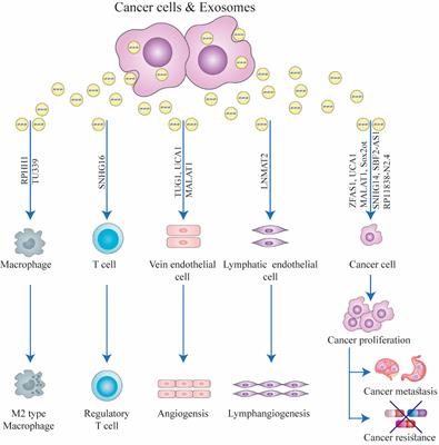 Exosomal long non-coding RNAs: novel molecules in gastrointestinal cancers’ progression and diagnosis